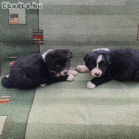 Border collie kölykök