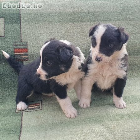 Border collie kölykök