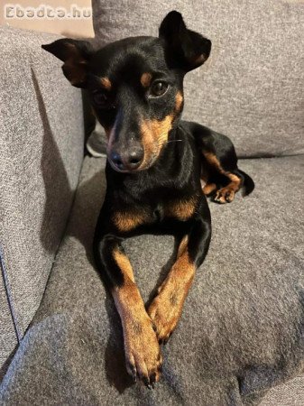 Eladó Törpe Pinscher