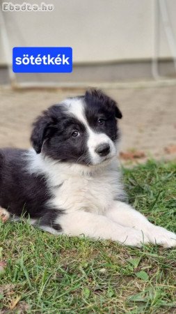 Border collie kiskutyák
