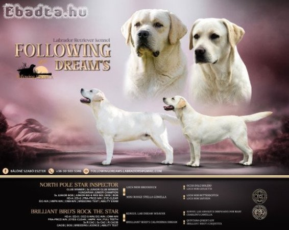 Törzskönyvezett labrador retriever kölyök