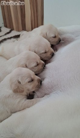 Törzskönyvezett labrador retriever kölyök