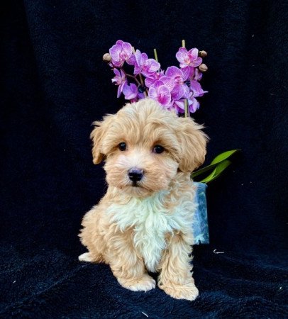 Maltipoo maltai selyem es uszkar