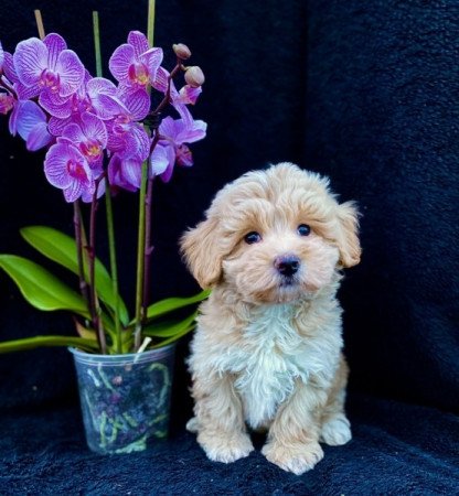 Maltipoo maltai selyem es uszkar