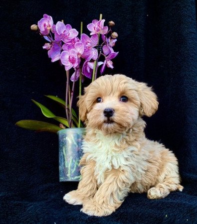 Maltipoo maltai selyem es uszkar