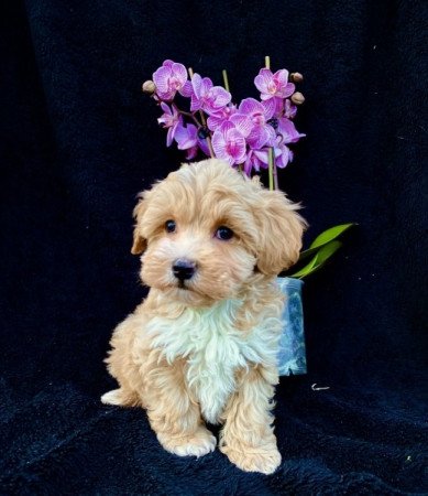 Maltipoo maltai selyem es uszkar