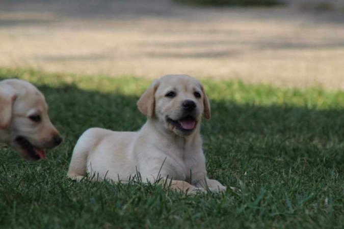 Labrador