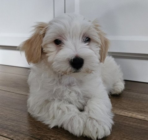 Bichon havanese