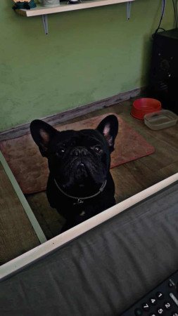 Francia bulldog