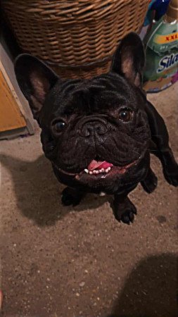 Francia bulldog
