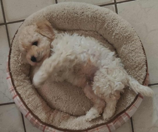 Máltai+uszkár=Maltipoo havanese bichon