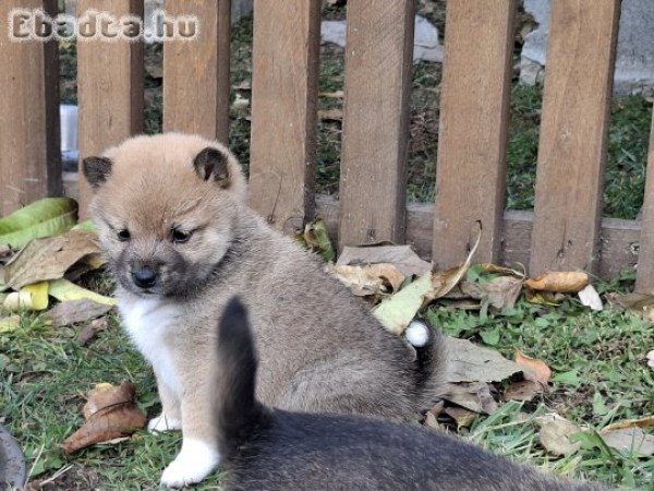 Shiba inu kislányok