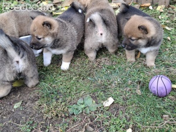 Shiba inu kislányok