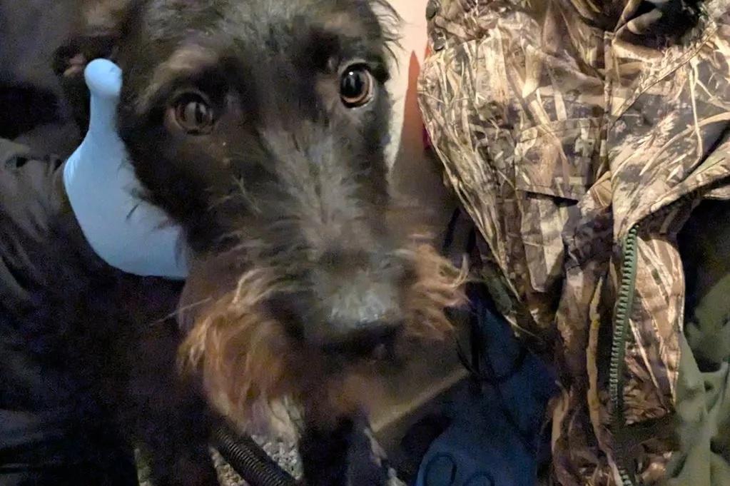 Borzokra uszította kutyáit egy férfi