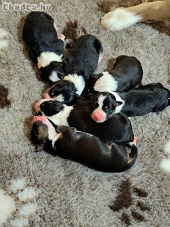 Törzskönyves Border Collie kiskutyák