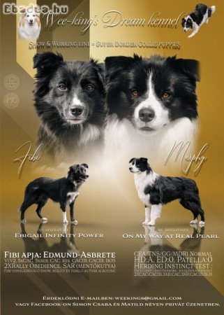 Border Collie kan kiskutyák eladók