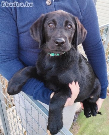 Labrador szuka kiskutya eladó