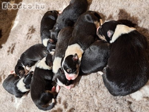Törzskönyves Border Collie kiskutyák