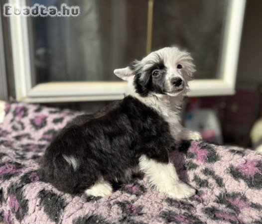 Kínai Meztelen kiskutyák