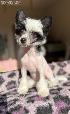 Kínai Meztelen kiskutyák