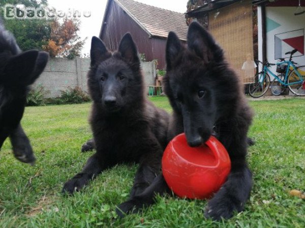 GROENENDAEL KISKUTYÁK ELÉRHETŐK