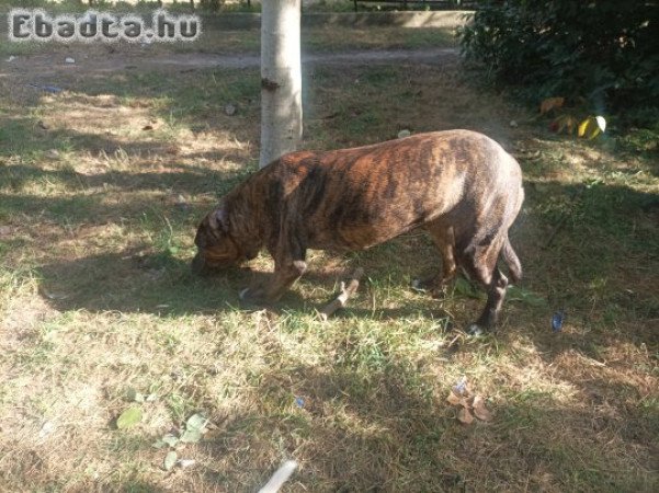 stafordshire terrier