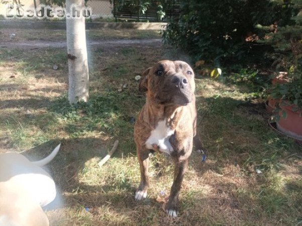 stafordshire terrier