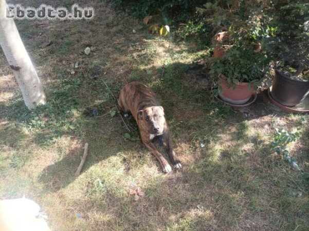 stafordshire terrier