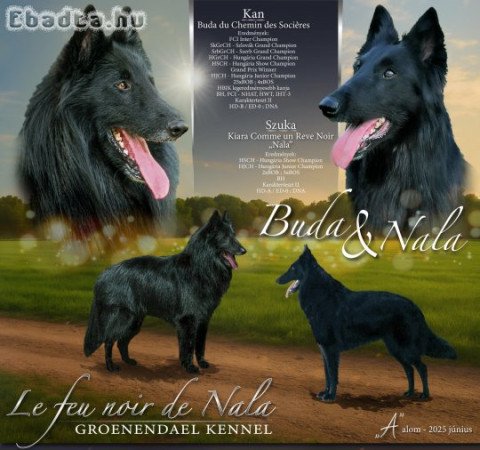 GROENENDAEL KISKUTYÁK ELÉRHETŐK