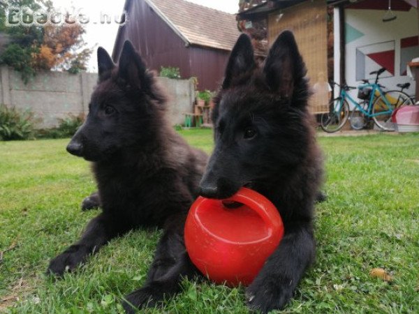 GROENENDAEL KISKUTYÁK ELÉRHETŐK