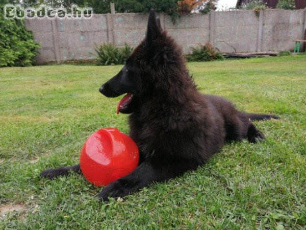 GROENENDAEL KISKUTYÁK ELÉRHETŐK