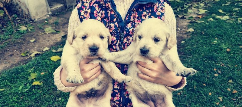 Golden retriever jellegű