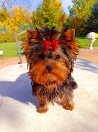 Yorkshire terrier