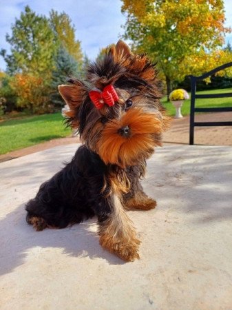 Yorkshire terrier