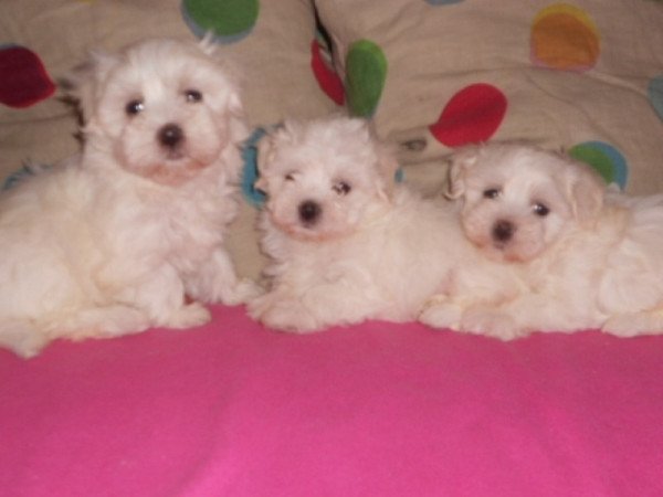 bichon havanese