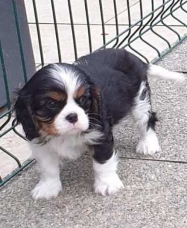 Cavalier King Charles