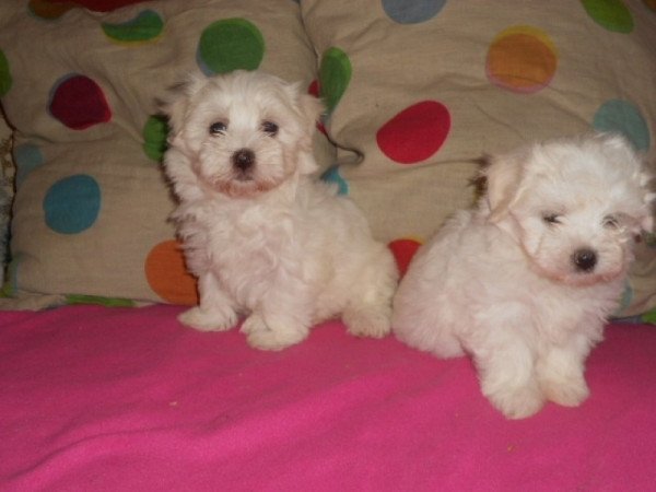 bichon havanese