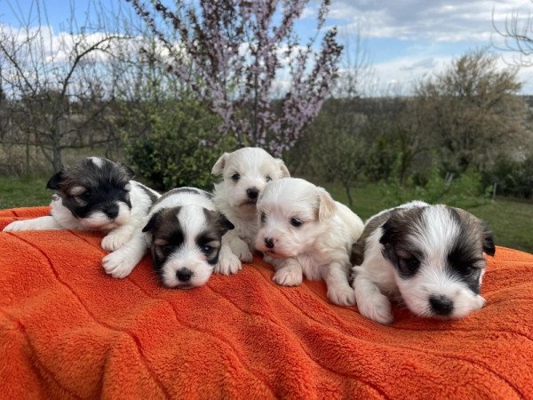 Bichon havanese