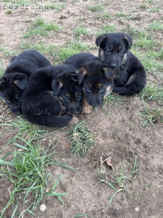 Német Juhász kölyök kutya