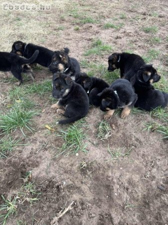 Német Juhász kölyök kutya