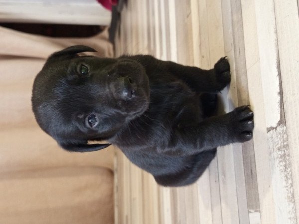 Labrador Tacsi keverék