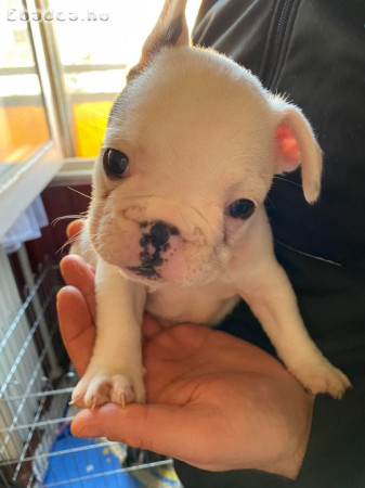 Francia bulldog kistkutya