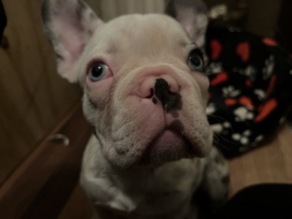 Francia bulldog