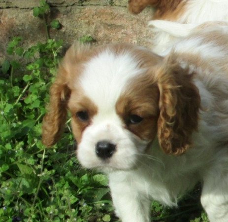 Cavalier king charles spaniel