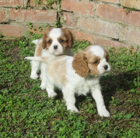 Cavalier king charles spaniel