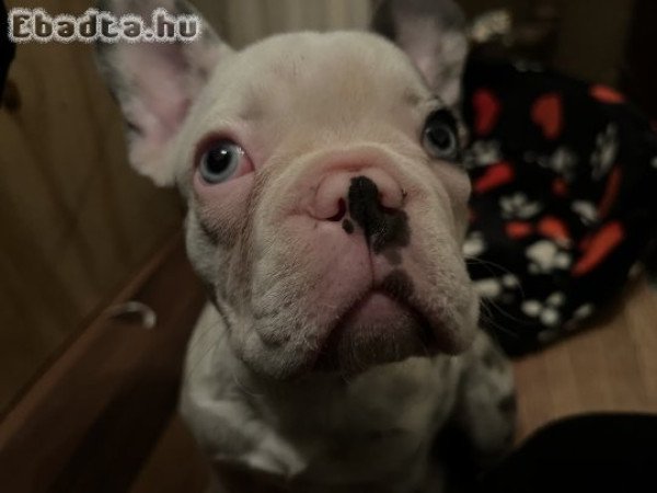 Eladó merle színű Francia bulldog