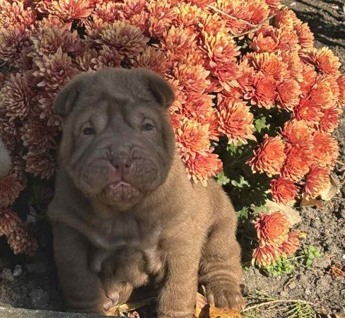 Shar-Pei kölykök eladók