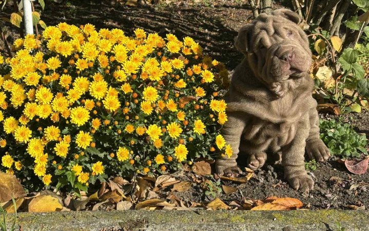 Shar-Pei kölykök eladók