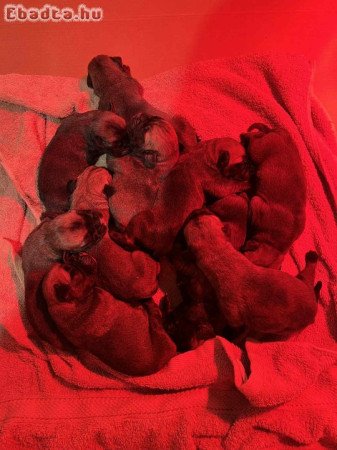 BEN DOG’S Bullmastiff FCI Kennel