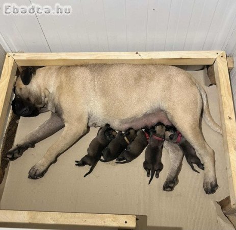 BEN DOG’S Bullmastiff FCI Kennel